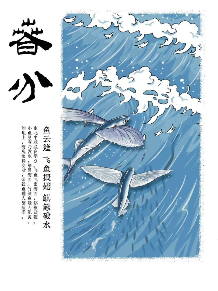 节气海语|当鱼群如云,碧海上演生死竞速 节气海语|当鱼群如云,碧海上演生死竞速_fororder_1