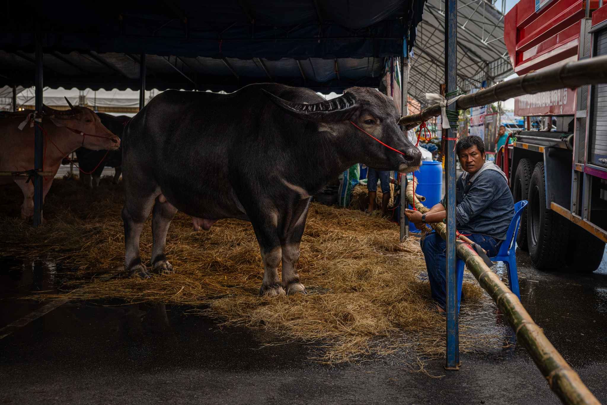 Speed and Harvest: Thailand’s Buffalo Racing Festival Speed and Harvest: Thailand’s Buffalo Racing Festival_fororder_VCG31N2239517586