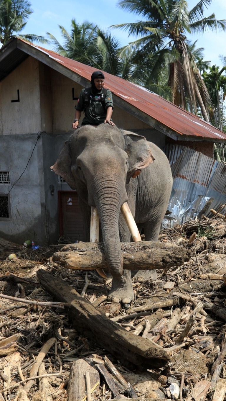 印尼洪灾背后，大象成为人类最温柔的帮手