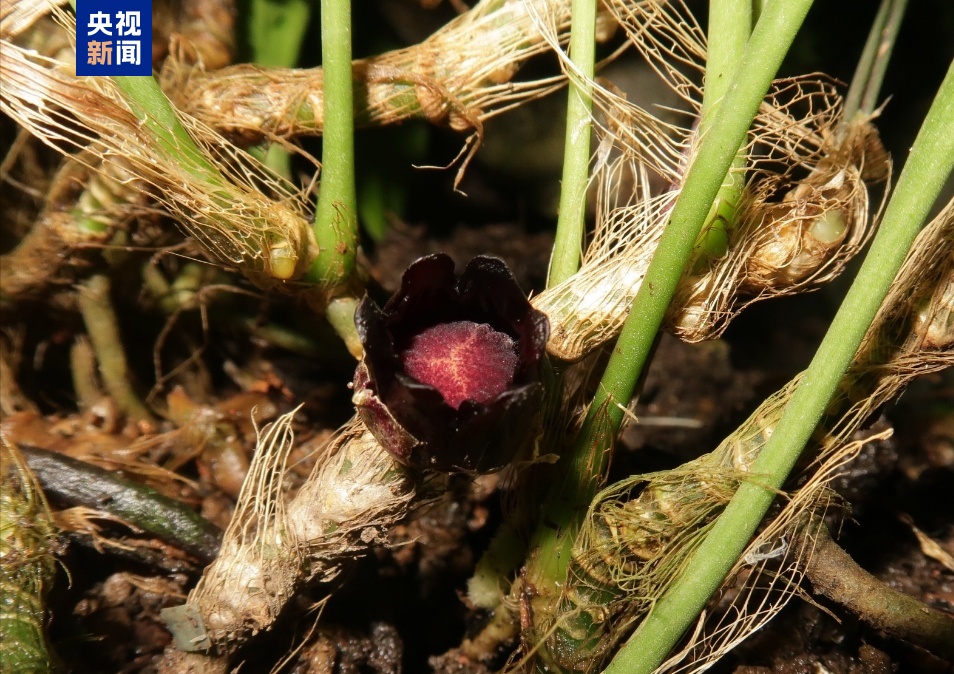 中越科研人員攜手合作發(fā)現(xiàn)6個(gè)蜘蛛抱蛋屬植物新種