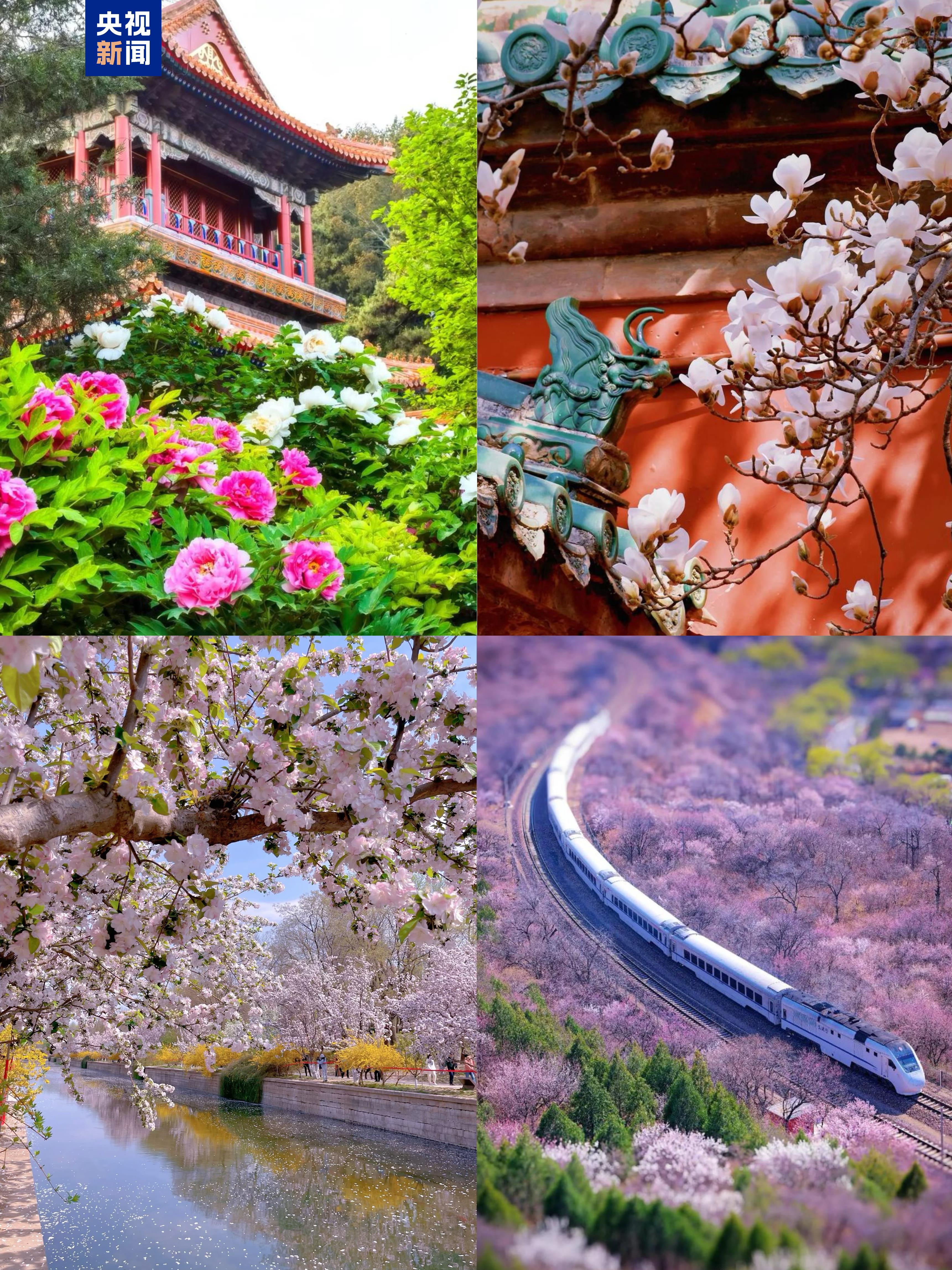 214处赏花地 163项特色活动!“花开北京”赏春系列活动启幕 214处赏花地 163项特色活动!“花开北京”赏春系列活动启幕