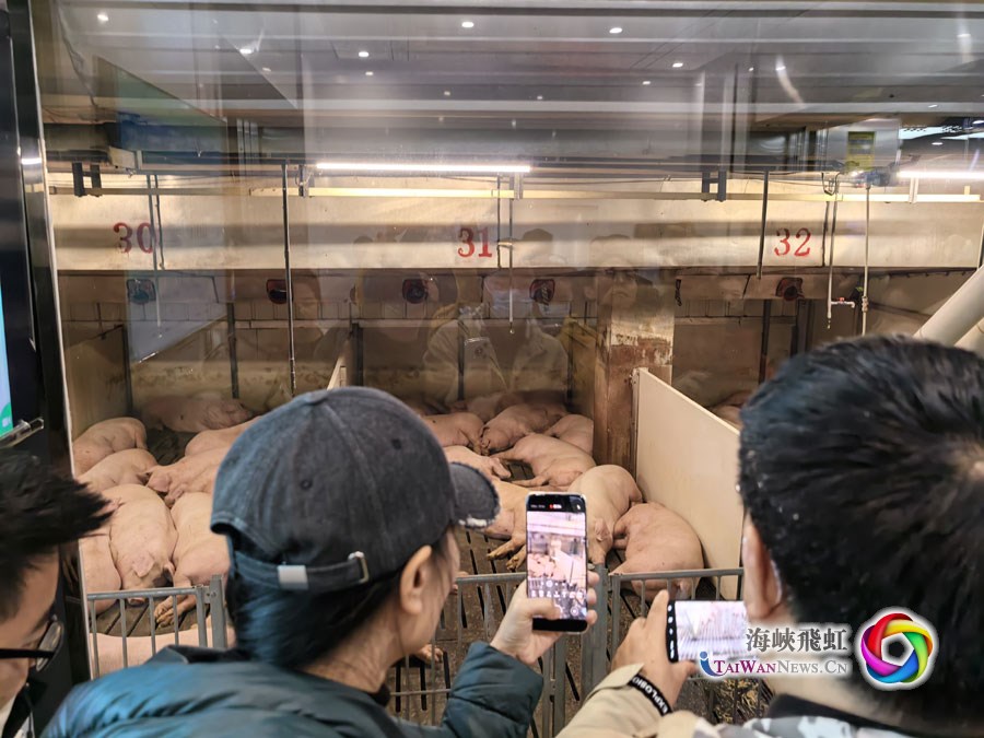 “猪妈妈都住上月子中心了”——“中国式现代化发展看河南”两岸媒体联合采访团走进“华夏生猪第一县”_fororder_图4