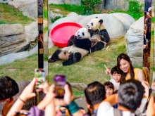 香港海洋公园推出系列活动庆祝6只大熊猫生日 香港海洋公园推出系列活动庆祝6只大熊猫生日