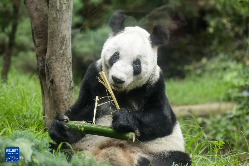 墨西哥发行大熊猫“欣欣”35岁生日纪念彩票