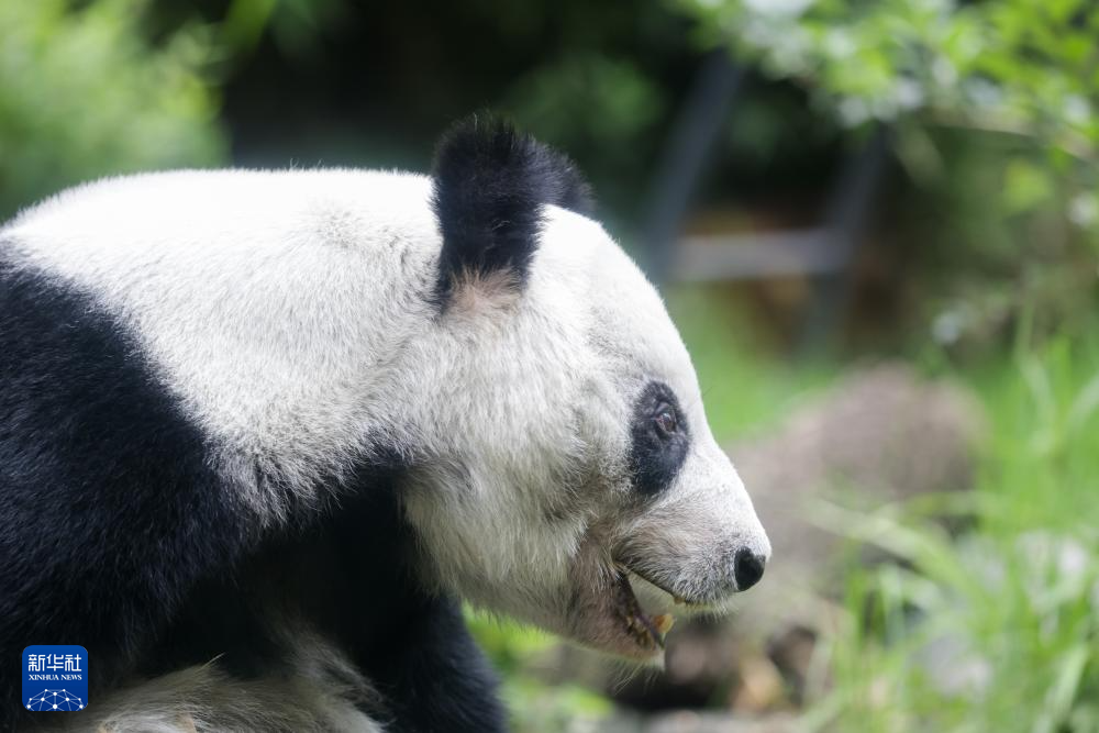 墨西哥发行大熊猫“欣欣”35岁生日纪念彩票