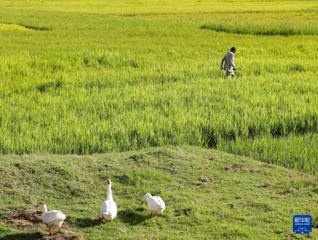 飘过印度洋的稻花香 飘过印度洋的稻花香