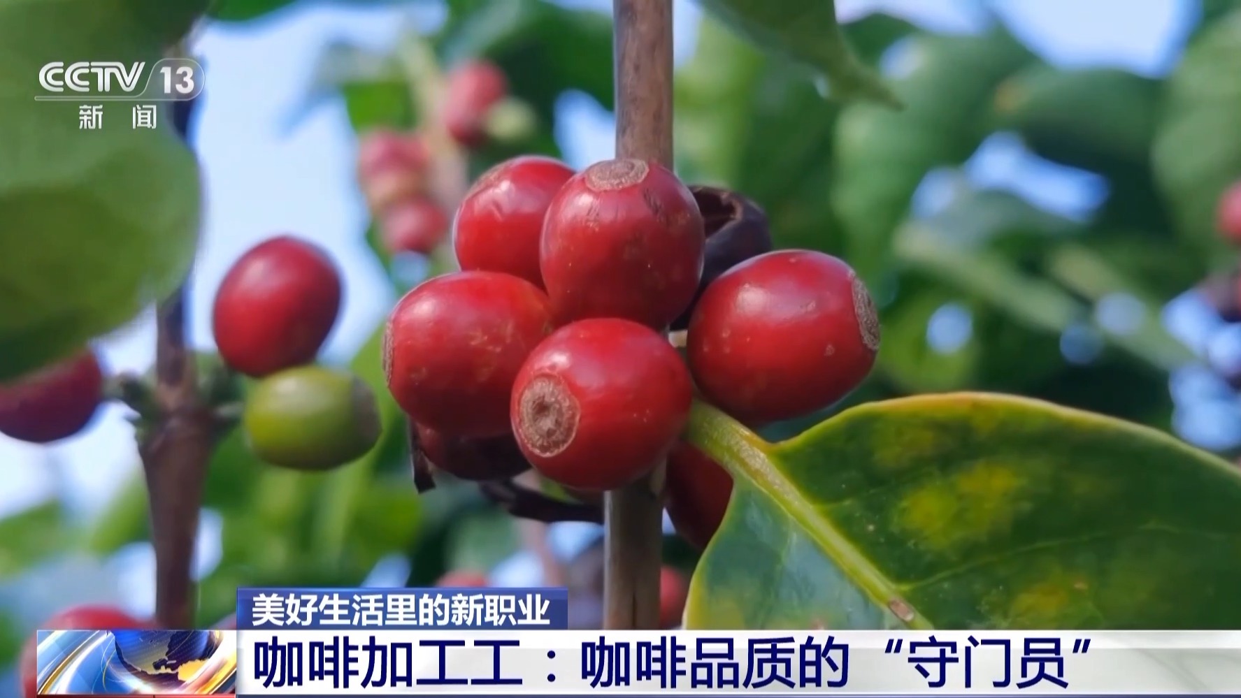 精品率97％！这份新职业让咖啡从鲜果到熟豆都“有标准”