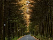 台湾自媒体人点赞四川光雾山绝美秋色 台湾自媒体人点赞四川光雾山绝美秋色