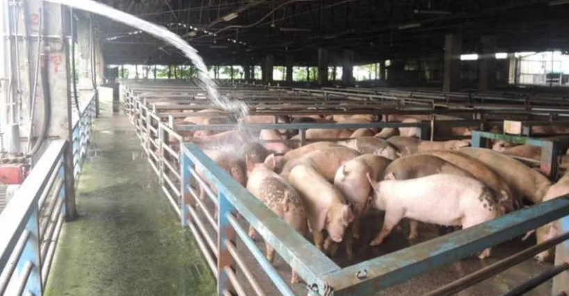 岛内非洲猪瘟爆发引食安疑虑 超六成台网友表示担心