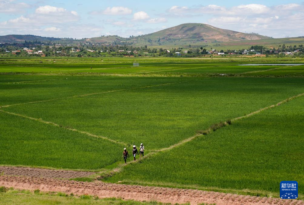 飘过印度洋的稻花香 飘过印度洋的稻花香