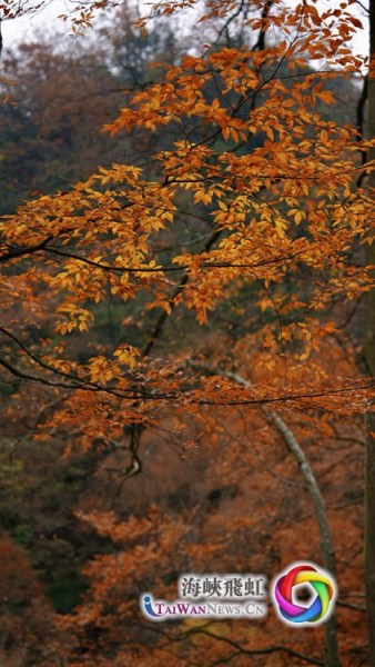 米仓山景区红叶景观(摄影 王毅)