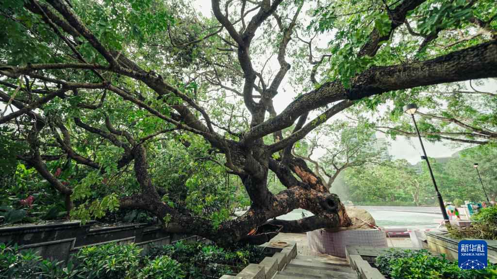 香港故事丨守护共同记忆——香港百岁古树“扶正”记 香港故事丨守护共同记忆——香港百岁古树“扶正”记