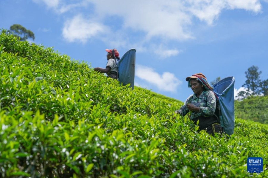 5月7日,工人在斯里兰卡努沃勒埃利耶一处茶园采摘茶叶。新华社发(蒂拉纳·卡卢托塔格摄)