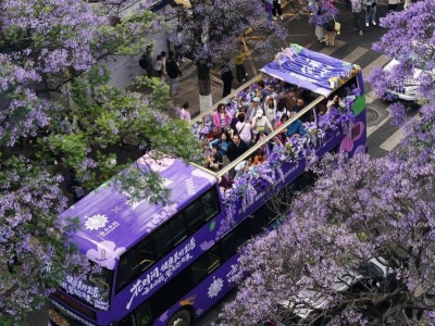 昆明:共赴紫色花海之约 昆明:共赴紫色花海之约