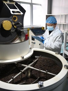 黄河岸边飘来非洲咖啡香 黄河岸边飘来非洲咖啡香