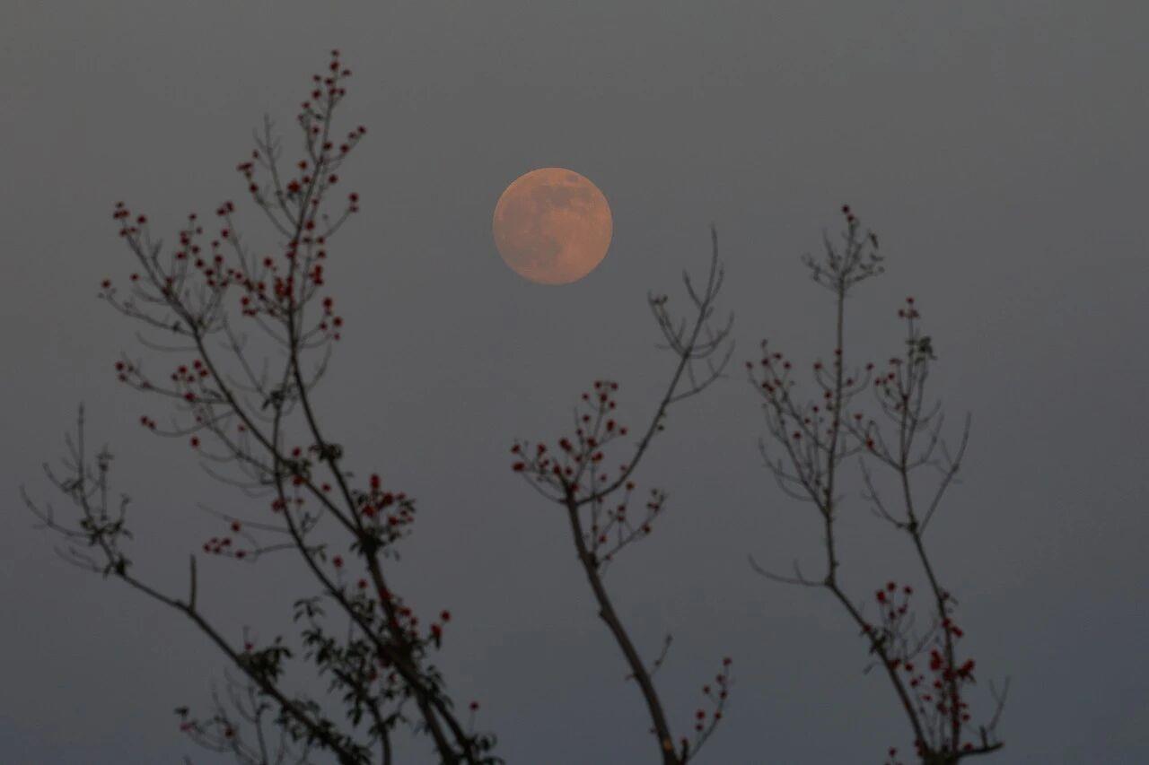 抬头哇!月亮超级大 抬头哇!月亮超级大
