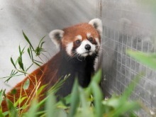 “双城论坛”再结硕果 上海动物园小熊猫顺利抵台 “双城论坛”再结硕果 上海动物园小熊猫顺利抵台