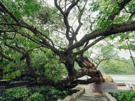香港故事丨守护共同记忆——香港百岁古树“扶正”记