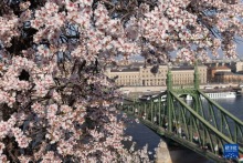 布达佩斯：杏花盛开