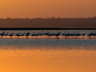 埃及：火烈鸟越冬加龙湖