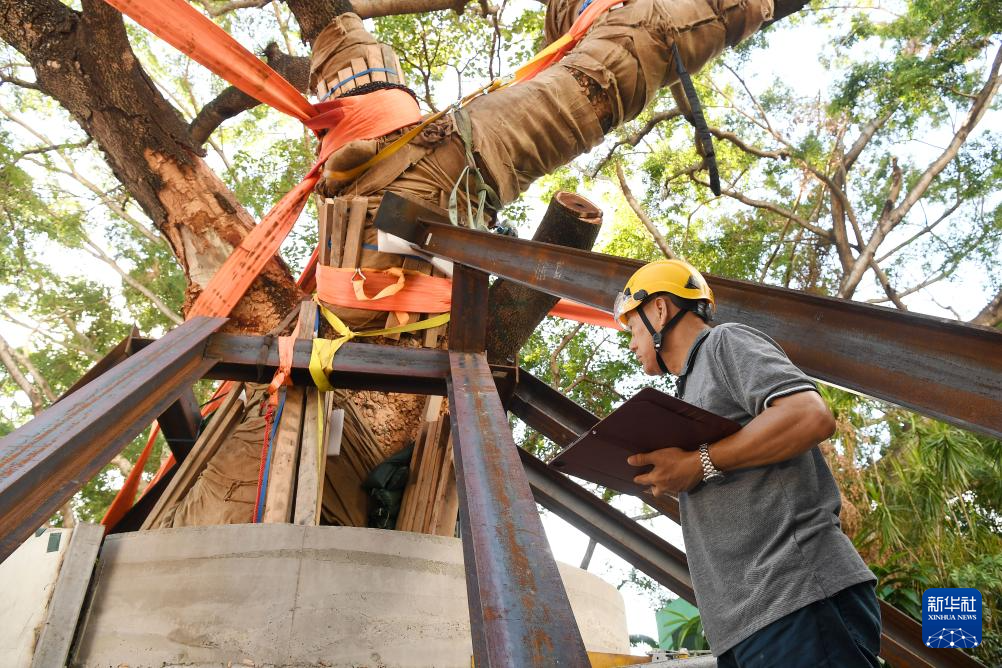 香港故事丨守护共同记忆——香港百岁古树“扶正”记 香港故事丨守护共同记忆——香港百岁古树“扶正”记