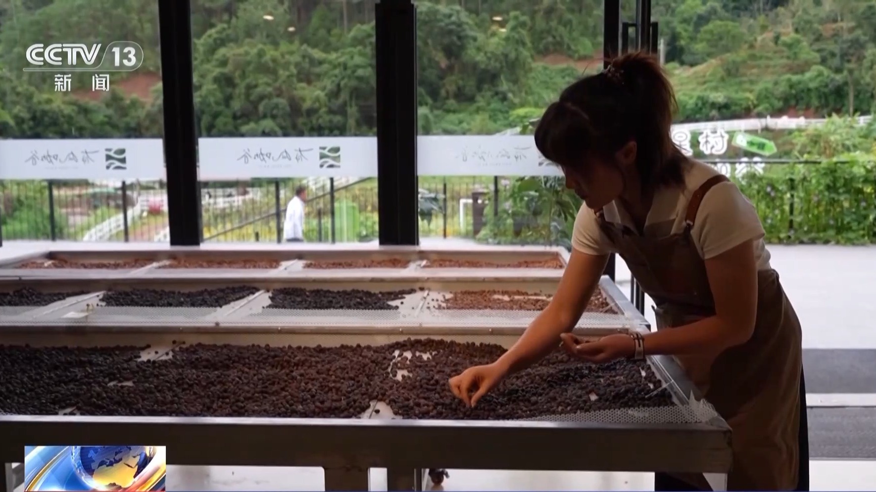 精品率97％！这份新职业让咖啡从鲜果到熟豆都“有标准”