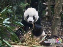 台湾青年:我们都爱大熊猫 台湾青年:我们都爱大熊猫