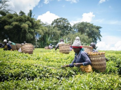 走近肯尼亞茶都凱里喬