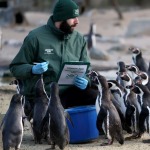 伦敦动物园进行动物年度盘点