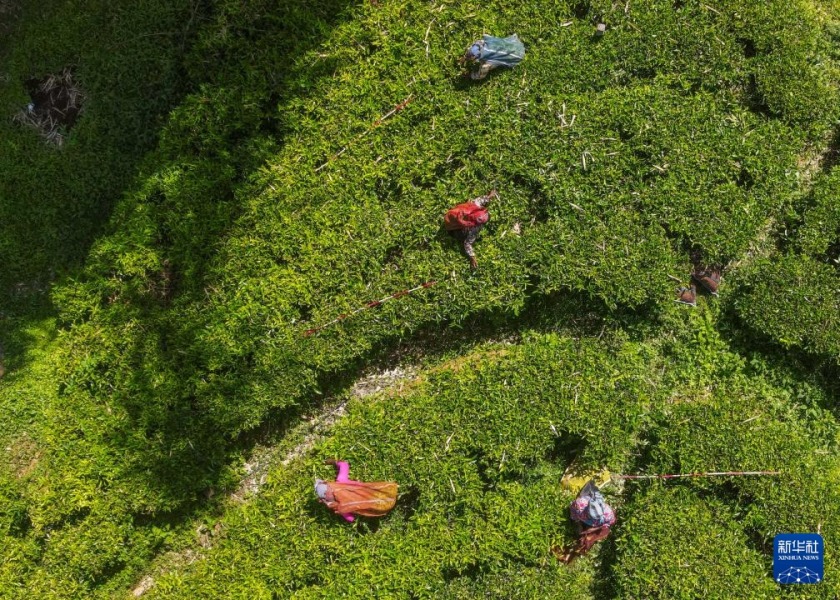 5月7日,工人在斯里兰卡努沃勒埃利耶一处茶园采摘茶叶(无人机照片)。新华社发(蒂拉纳·卡卢托塔格摄)