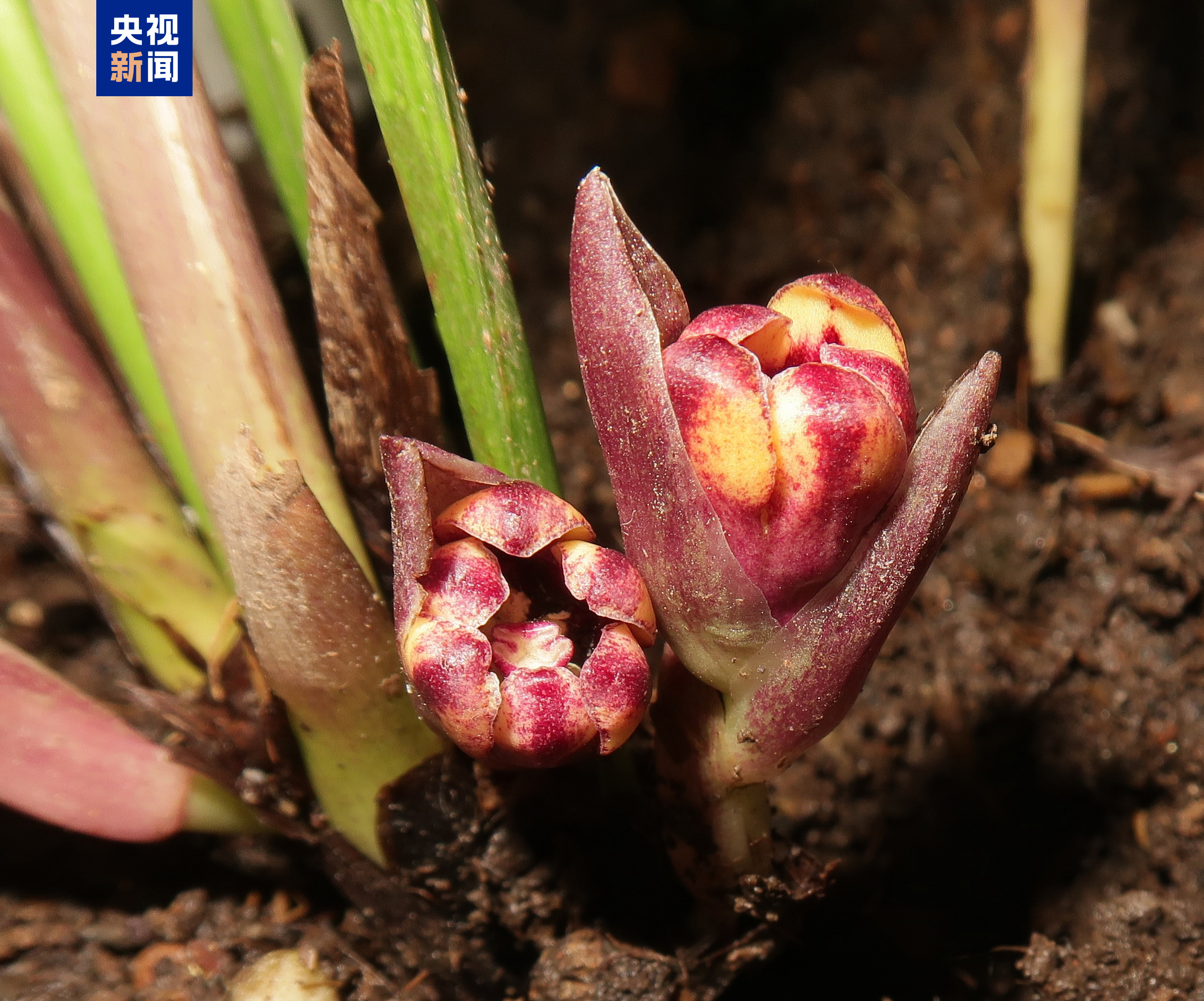 中越科研人員攜手合作發(fā)現(xiàn)6個(gè)蜘蛛抱蛋屬植物新種