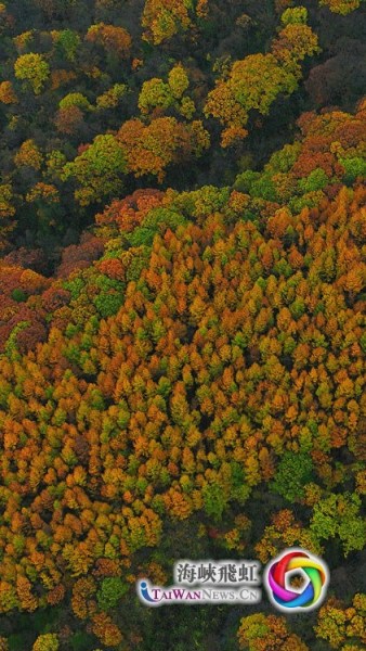 巴中市光雾山旅游区米仓山景区秋色斑斓(摄影 王毅)