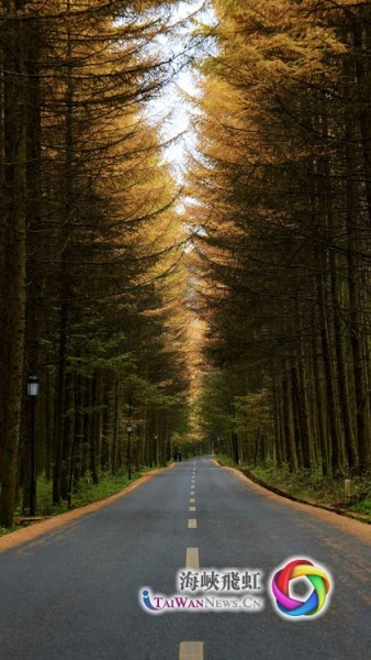 米仓山景区内充满诗意的道路(摄影 王毅)