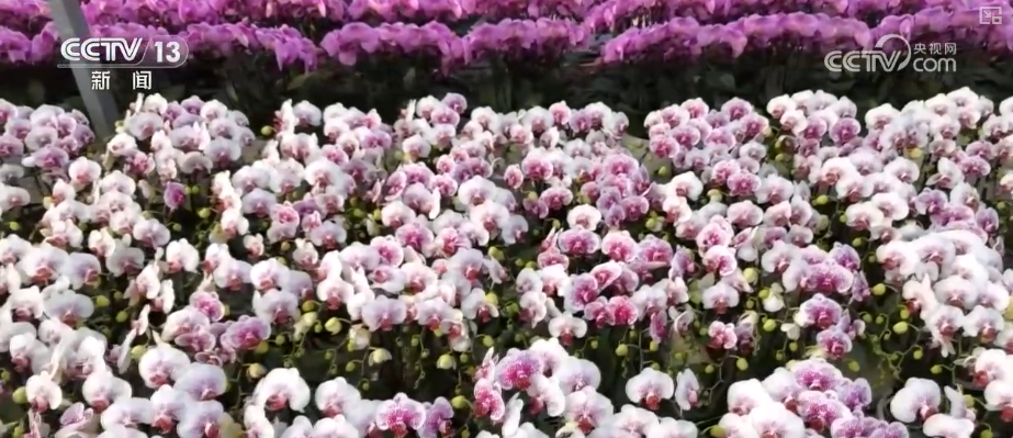 生鲜果蔬、年宵花卉、特色美食齐上阵 节前消费新图景活力涌动