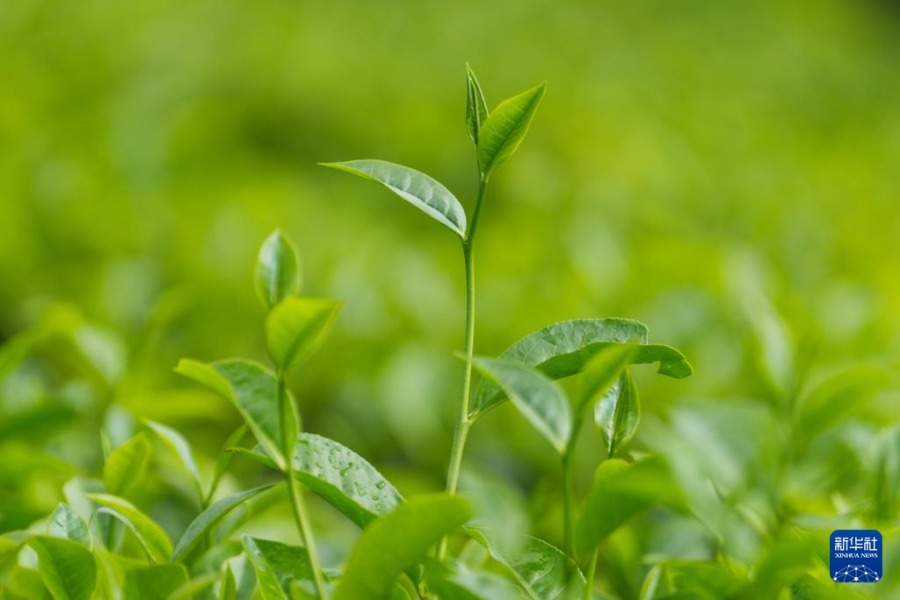 这是5月7日在斯里兰卡努沃勒埃利耶拍摄的茶树嫩叶。新华社发(蒂拉纳·卡卢托塔格摄)