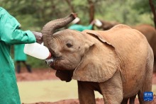 肯尼亚的大象孤儿院