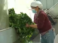 跨界创新“抹茶+” 解码中国抹茶出口全球的硬实力