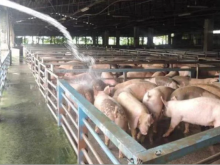 岛内非洲猪瘟爆发引食安疑虑 超六成台网友表示担心