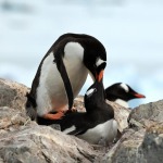 南极洲盛夏掠影