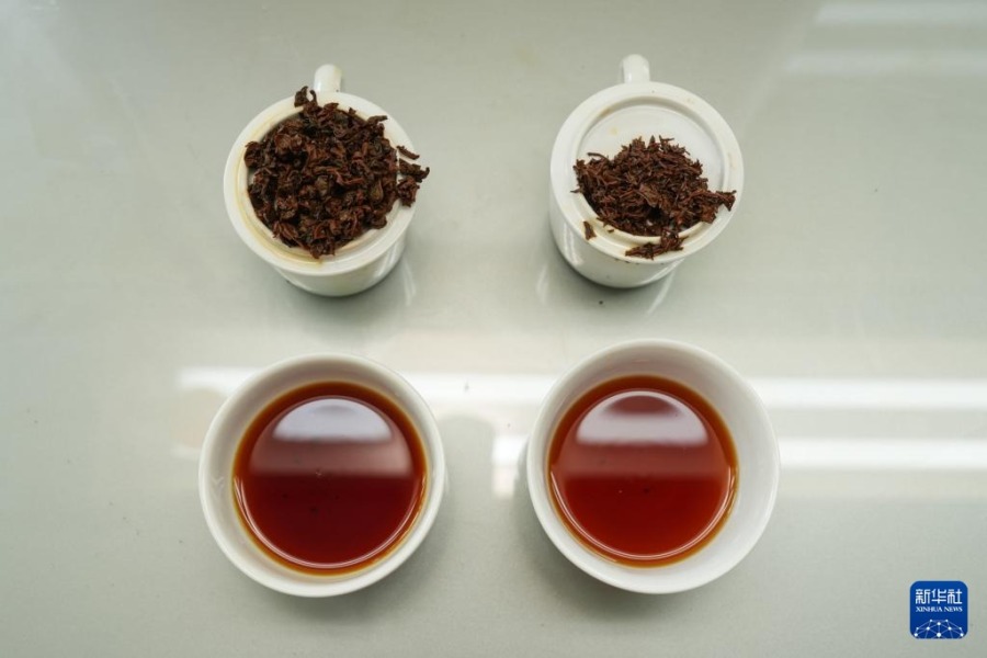 这是5月11日在斯里兰卡马图格默一家茶厂拍摄的茶叶样品。新华社发(蒂拉纳·卡卢托塔格摄)