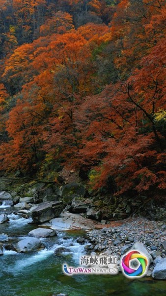 米仓山景区红叶景观(摄影 王毅)