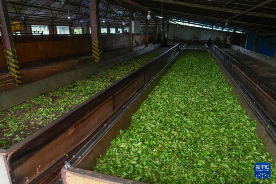 5月11日,斯里兰卡马图格默一家茶厂对茶叶进行干燥处理。新华社发(蒂拉纳·卡卢托塔格摄)