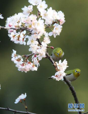 2月15日，在湖南省衡陽市雁峰區(qū)五星村，繡眼鳥在櫻花樹枝頭停歇。