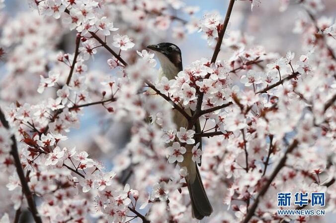 2月22日，在湖南省衡陽市高新區(qū)太陽廣場，一只小鳥在花枝間停歇。