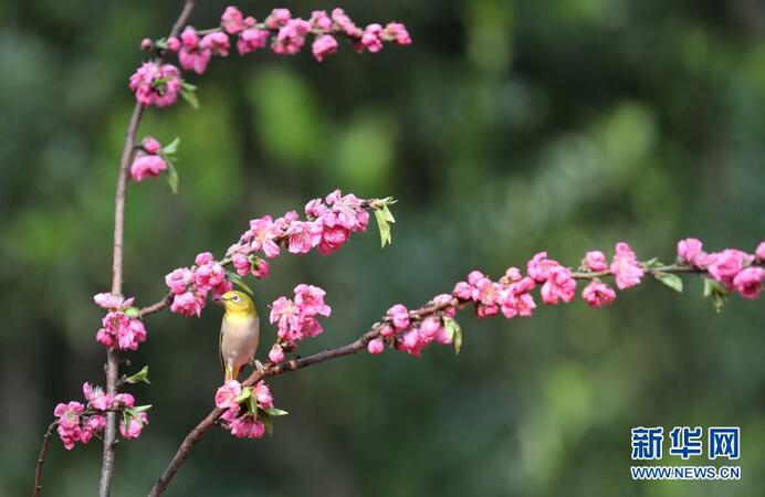 2月22日，在湖南省衡陽市雁峰區(qū)五星村的山林里，一只繡眼鳥站在花枝中。