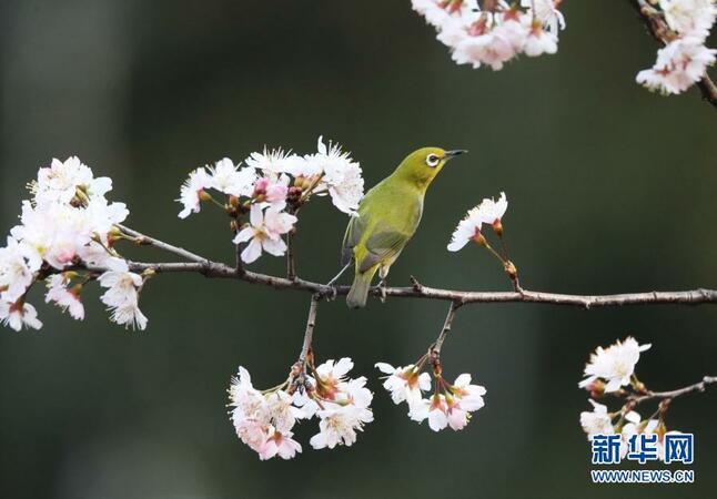 2月15日，在湖南省衡陽市雁峰區(qū)五星村，繡眼鳥在櫻花樹枝頭停歇。