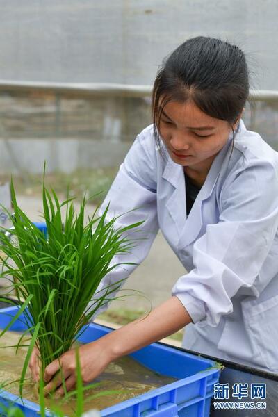 3月29日，研究人員在華南農(nóng)業(yè)大學(xué)國(guó)家植物航天育種工程技術(shù)研究中心溫室整理嫦娥五號(hào)搭載的太空稻秧苗，準(zhǔn)備移栽。新華社記者 劉大偉 攝