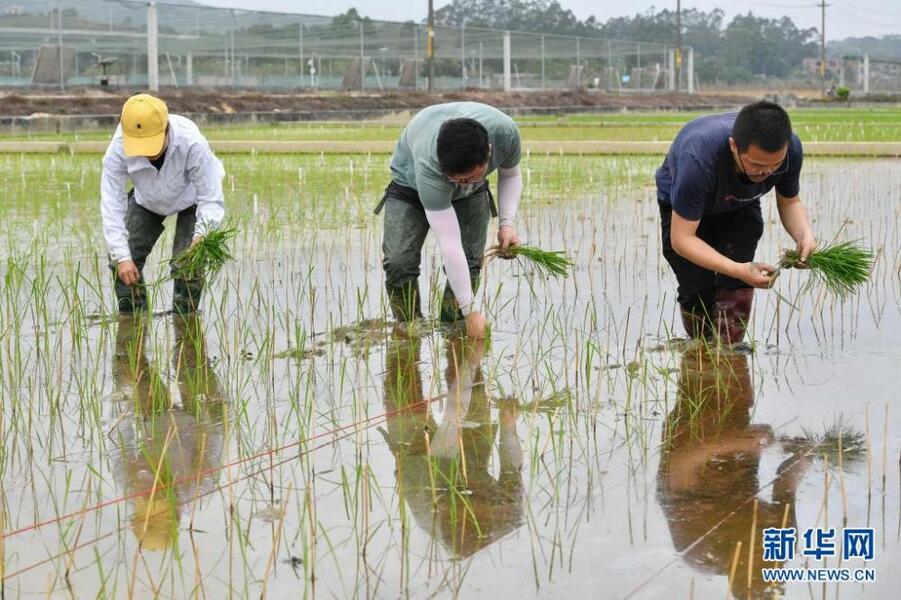 3月29日，研究人員在廣州增城華南農(nóng)業(yè)大學(xué)試驗(yàn)田插種嫦娥五號(hào)搭載的太空稻秧苗。新華社記者 劉大偉 攝