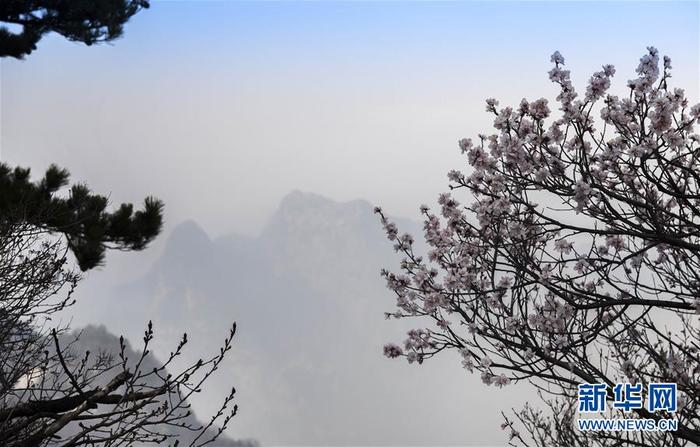 4月10日，華山西峰鮮花盛開。新華社記者 陶明 攝