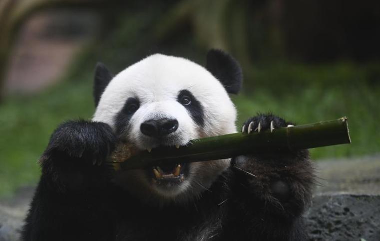 Visitors to Indonesia's panda palace experience charm of Chinese culture